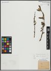 Foto von Salix alba L. x Salix fragilis L.
